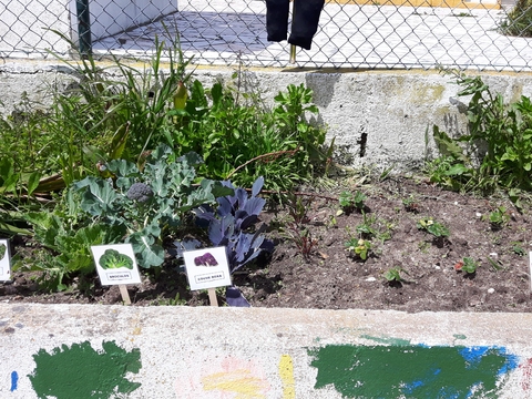 Colocámos placas de identificação das plantas e alimentos que foram cultivados...